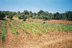 Ein Salatbeet (Click: zoom in 231 kb) Salatbeet