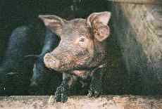 Ein Schwein mit gesunder Neugier (Click: zoom in 170 kb) Bild: Schwein