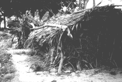 Hier wohnt ein Bananenbauer Bild: Hütte in der Plantage
